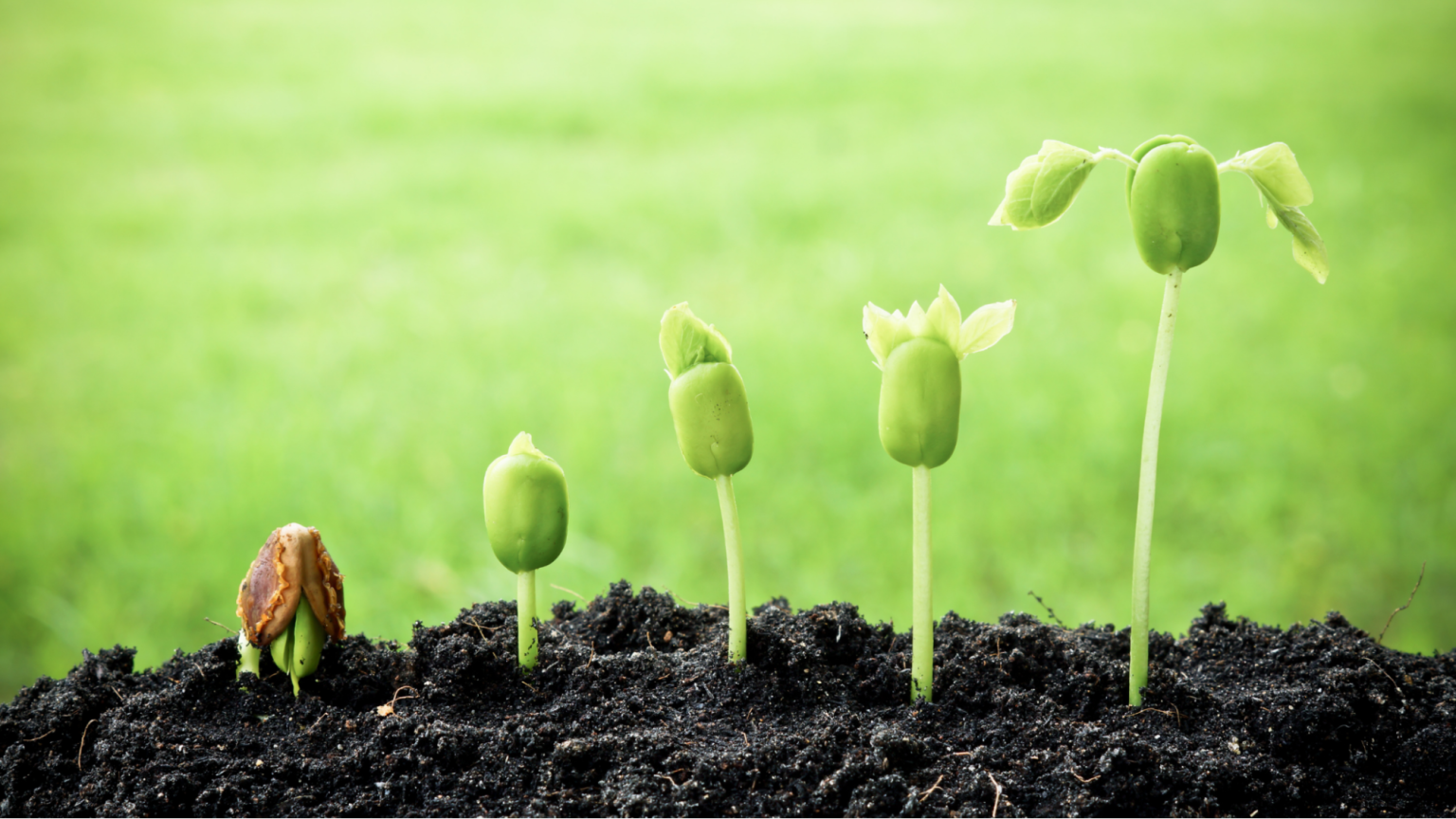 How to grow up. Seed germination. growing plants. germination month. a little seed for me to sow.